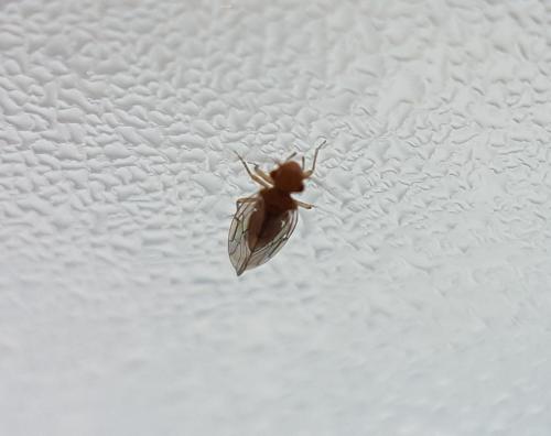 Réf. 217 114 : Ectopsocus briggsi